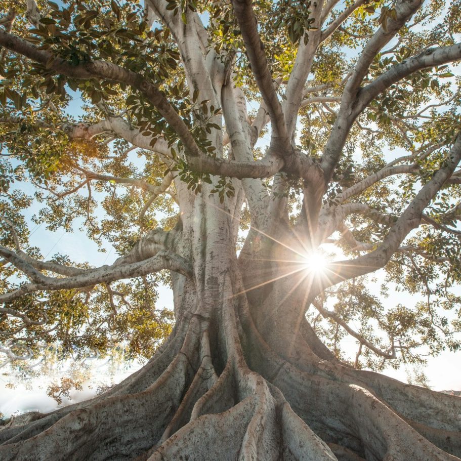Großer Baum mit weit ausladenden Ästen und Sonnenstrahlen, die durch das Laub scheinen.